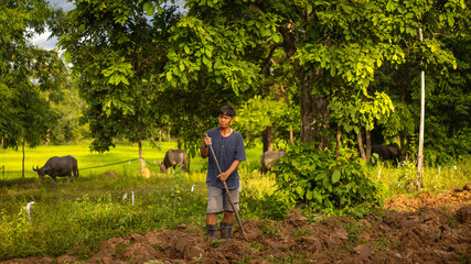 Farmer in green field with buffalo