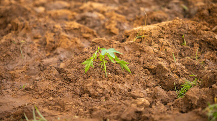 Young plant emerging in freshly tilled soil bed