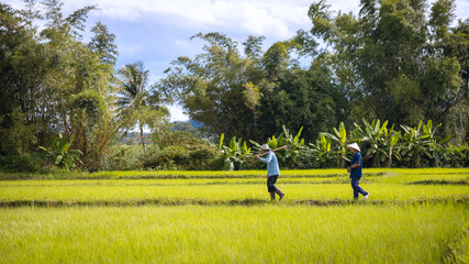 Obraz premium Rice farmers working in lush green fields