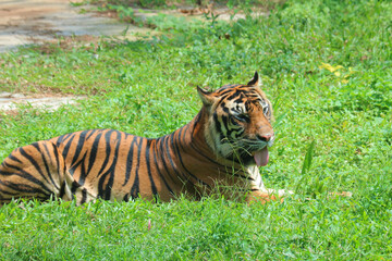 tiger in the green