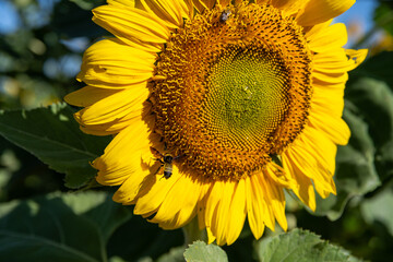 Sunflower with Bee