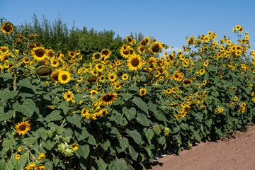 sunflower field in the summer