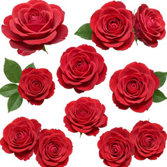 A beautiful arrangement of vibrant red roses with lush green leaves isolated on transparent background