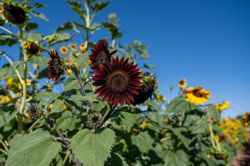 Sunflower Fields