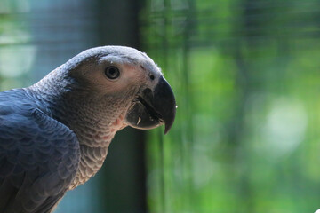 Fototapeta premium portrait of a blue parrot