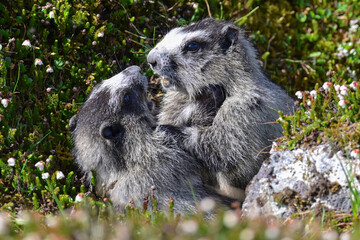 A pair of young Hoary Marmot (Marmota caligata) siblings wrestle outside their burrow in Alaska's Talkeetna Mountains.