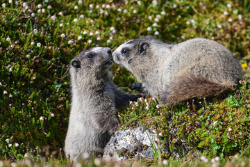 A pair of young Hoary Marmot (Marmota caligata) siblings interact outside their burrow in Alaska's Talkeetna Mountains.
