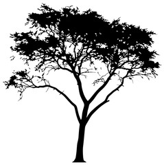 Silhouette of tamarind tree element