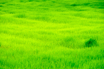 Lush Green Fields of Rice Grown Under Bright Sunlight in Nature