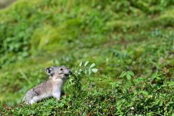 A Collared Pika (Ochotona collaris) pauses with fresh greenery it has gathered to stash in its burrow in Alaska's Talkeetna Mountains.