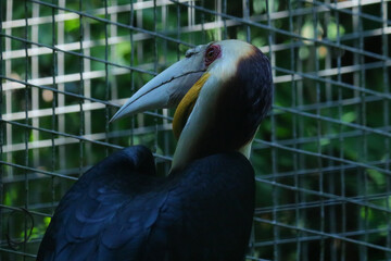 close up of a white pelican