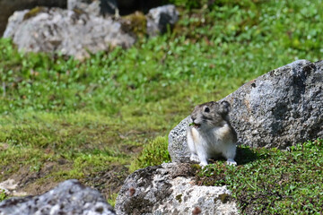 A Collared Pika (Ochotona collaris) pauses with fresh greenery it has gathered to stash in its burrow in Alaska's Talkeetna Mountains.