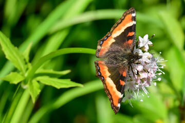 A Milbert’s Tortoiseshell (Aglais milberti) butterfly on the flower of a Sitka valerian (Valeriana sitchensis) plant in Alaska's Talkeetna Mountains.