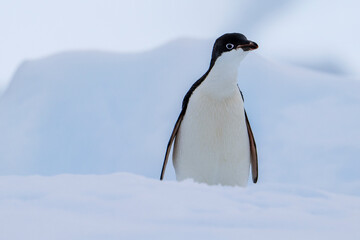 Obraz premium Adelie penguin on iceberg in antarctica