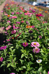 Fields of Zinnias