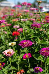 Fields of Zinnias