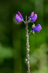 An infestation of Lupine Aphids (Macrosiphum albifrons) devastates a Nootka Lupine (Lupinus nootkatensis) plant.	
