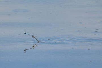 A pair of Boreal Bluet Damselflies skimming the surface of Alaska's Otter Lake to lay their eggs.