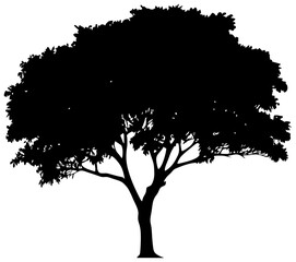 Jackfruit tree silhuoette drawing
