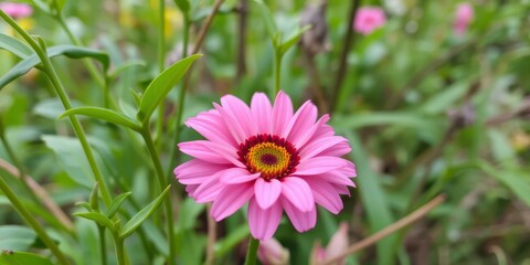 Obraz premium Close-up of a single pink flower