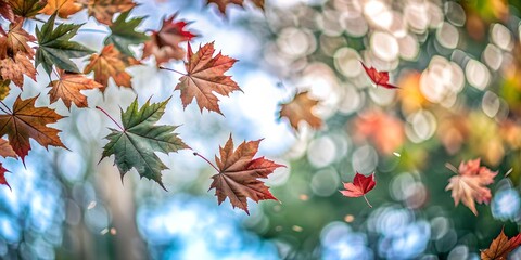 Colorful fall leaves spinning through the air beneath maple trees