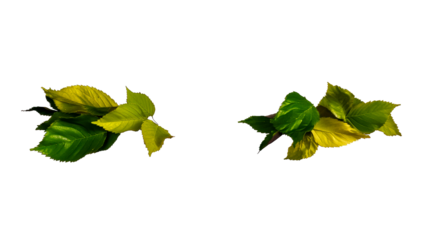 Leaves in various shades of green with a transparent background