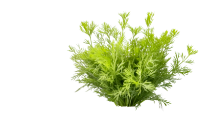 Fresh green herb cluster with fine leaves on transparent background