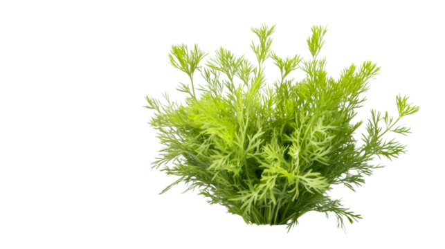 Fresh green herb cluster with fine leaves on transparent background