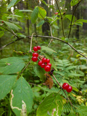 Vibrant red berries growing on a green shrub in a lush forest, surrounded by rich foliage and natural light, showcasing the beauty of wild flora in nature