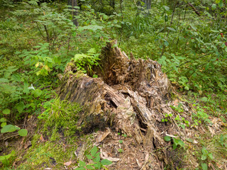 Tree stump surrounded by lush green foliage and small plants, showcasing the natural decay process and vibrant ecosystem in a serene forest environment