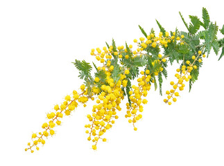 ミモザの花