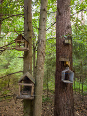 Wooden birdhouses attached to trees in a lush forest, showcasing rustic design and natural surroundings, inviting wildlife and enhancing outdoor aesthetics