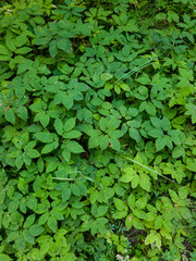 Lush green foliage featuring a dense arrangement of various leaves, creating a vibrant natural...