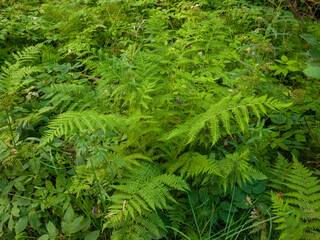 Lush green ferns and foliage create a vibrant natural scene in a dense forest, showcasing the beauty of plant life and the tranquility of the wilderness environment