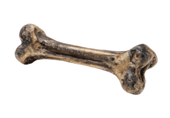 Isolated animal bone, light brownish gray,  long and slender,  angled view
