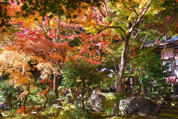 Naklejka premium 鎌倉 覚園寺の美しいモミジ（もみじ）の紅葉（日本神奈川県鎌倉市）Beautiful autumn leaves of maple at Kakuonji Temple in Kamakura (Kamakura, Kanagawa Prefecture, Japan)
