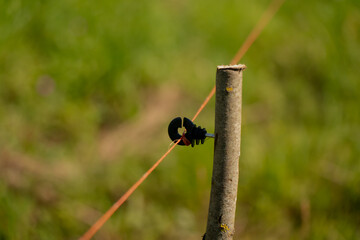 Electric fence wire tensioned on plastic insulator attached to wooden post in green rural pasture...