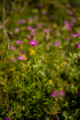 Wild pink flowers blooming in a green summer meadow with soft bokeh background highlighting vibrant colors and peaceful nature scenery in a natural floral habitat
