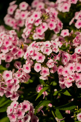 Cluster of blooming pink phlox flowers in summer garden with bright sunlight highlighting delicate petals and vibrant green leaves in a close up floral composition