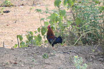 Red junglefowl or Gallus gallus. Its common names Indian red junglefowl and bankiva fowl. A...