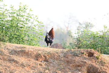 Red junglefowl or Gallus gallus. Its common names Indian red junglefowl and bankiva fowl. A domestic red male chicken roaming freely. It is raised for meat.