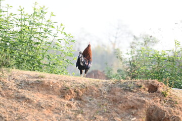 Red junglefowl or Gallus gallus. Its common names Indian red junglefowl and bankiva fowl. A...