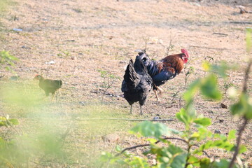 Red junglefowl or Gallus gallus. Its common names Indian red junglefowl and bankiva fowl. A domestic red male chicken roaming freely. It is raised for meat. © SUBASCHANDRA