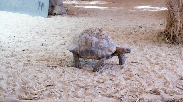 A tortoise walking slowly on sandy ground in an indoor zoo or wildlife exhibit. The enclosure is designed with naturalistic elements like rocks, dry grasses, and artificial lighting.