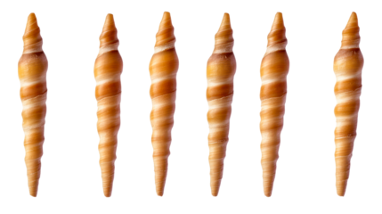 Spiral shells arranged in a neat line on a transparent background