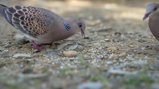 Close-Up of a Pair of Oriental Turtle Doves Foraging on the Ground in 4K