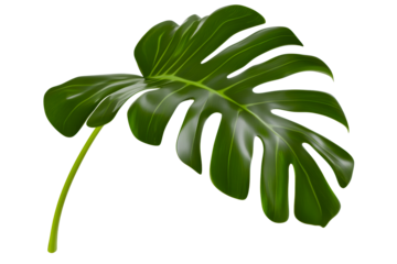 Monstera leaf with glossy green texture on transparent background