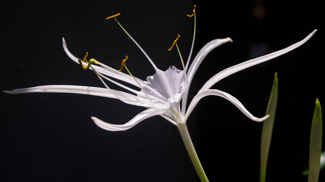 A photograph of Beach spider lily flower.