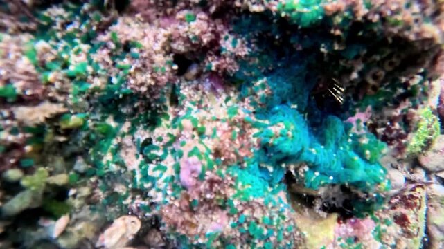 Green algae (Alga hijau, Chlorophyceae) on the coral reefs. Green algae are also used in the cosmetics.
