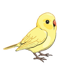 Yellow budgie, isolated object, white background  